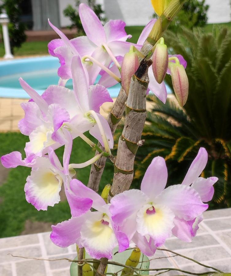 Quinta Do Lapa II Apartment Florianopolis Ngoại thất bức ảnh
